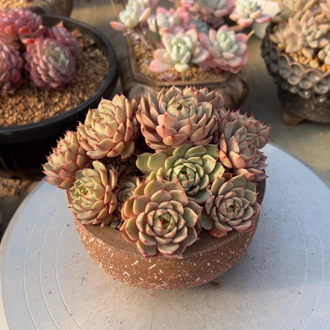 笨吧18 零零多肉植物