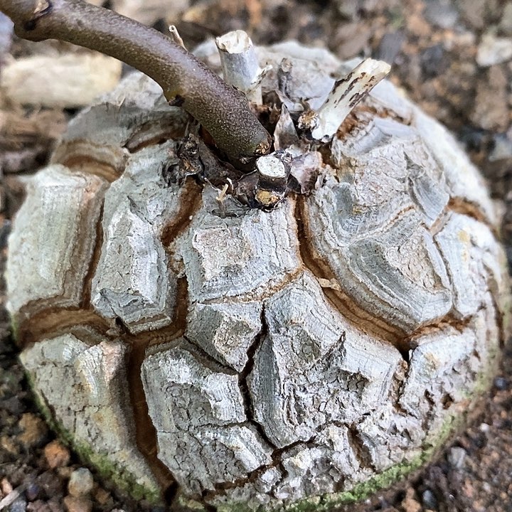 孤品实生潜力剑甲南非龟甲龙7.6cm