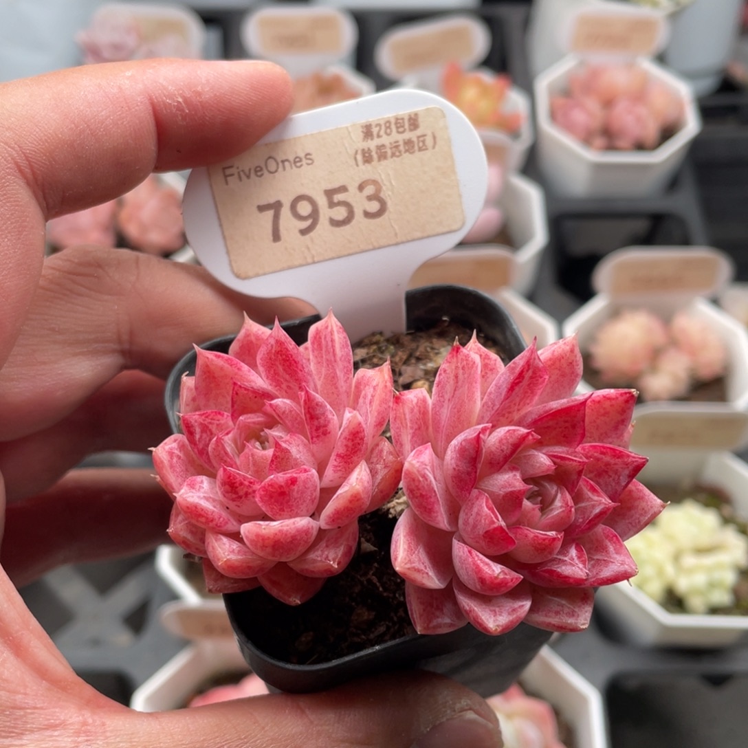 胭脂扣7953-7厘米