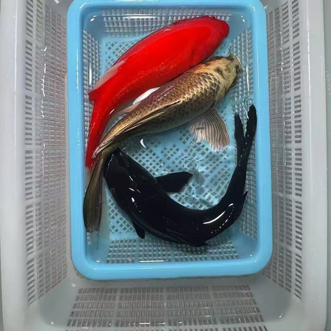 【三条装 15-20cm】黑金熊猫蝴蝶鲤火鲤普身冷水鱼纯种淡水锦鲤包邮