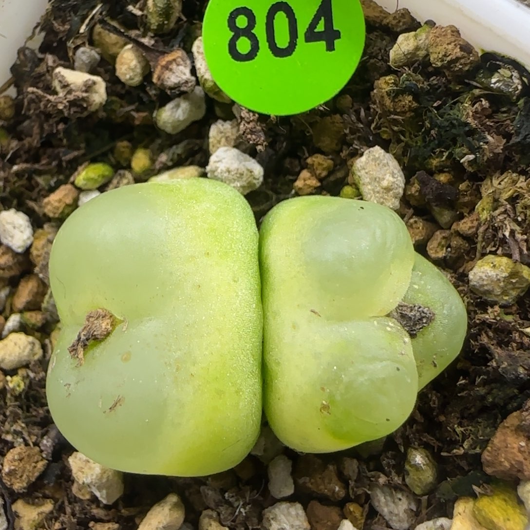 双头拉登缀化1.6-2多肉804