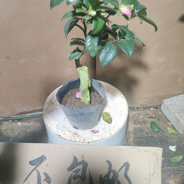 404乌马克，原盆原土发货，不包邮