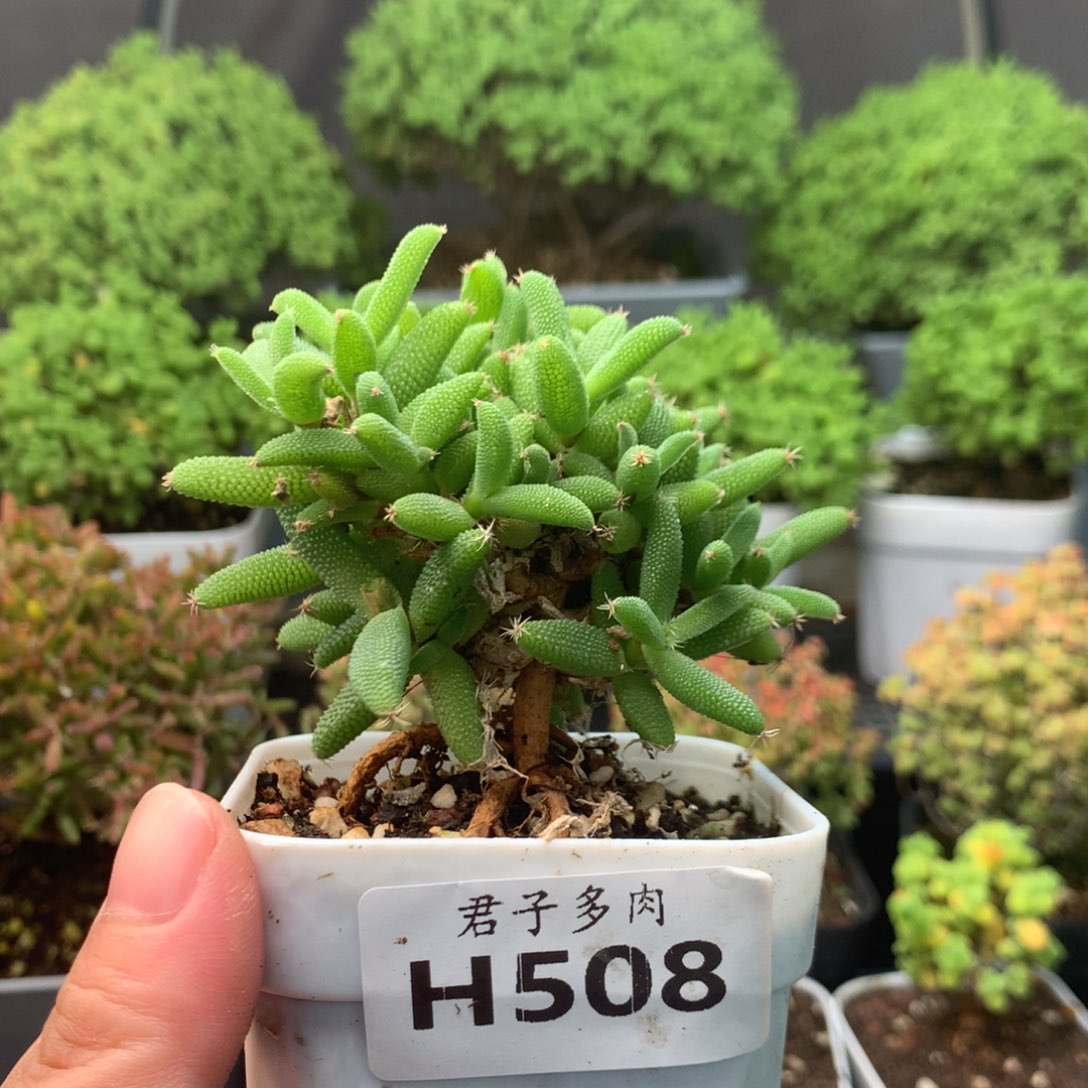 508玉米。          