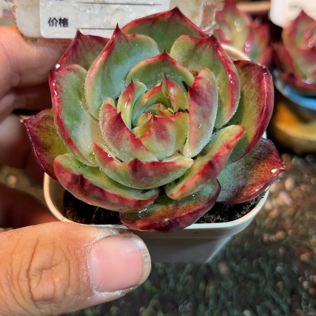 惊鸿一瞥881号多肉