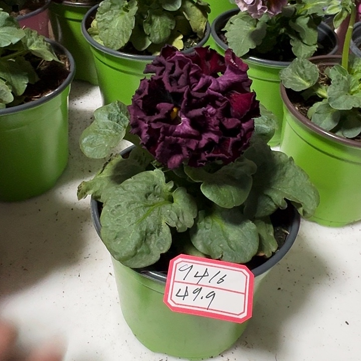 s***r完全开放49.9一颗。9416