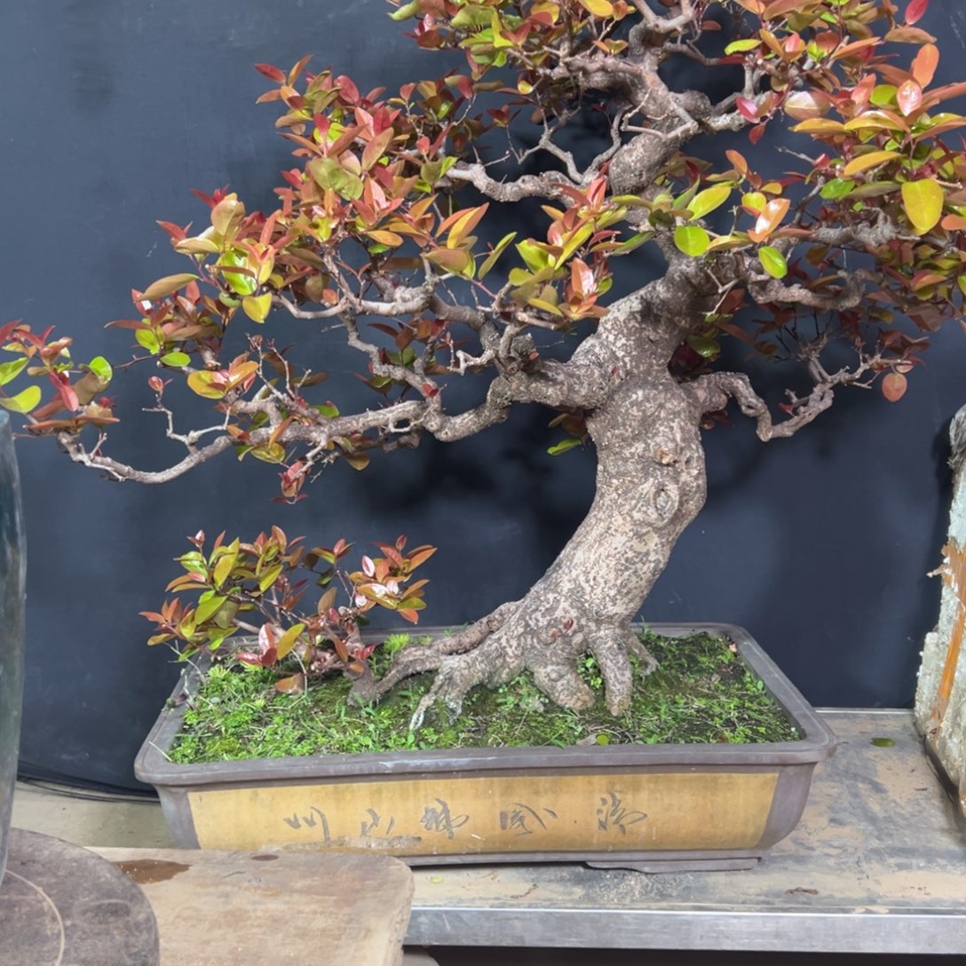 捕***影无花朵11111111111111