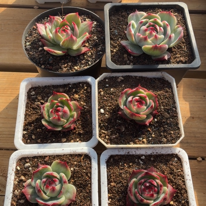 佐***人多肉植物惊鸿仙子