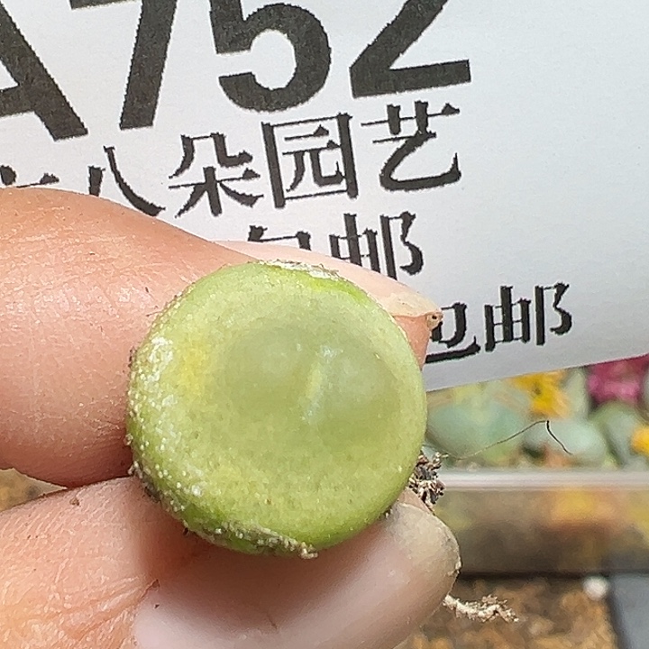 752号拉登1.3厘米多肉植物