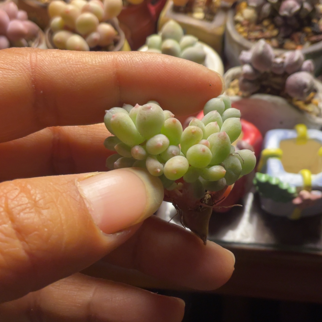 一个苹果奶一个多肉