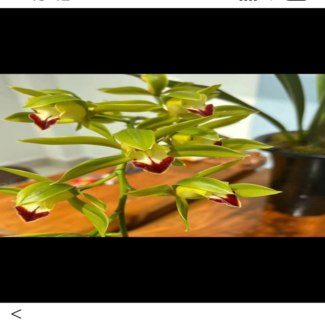 虎头兰浓香型好种好养（一物一拍）