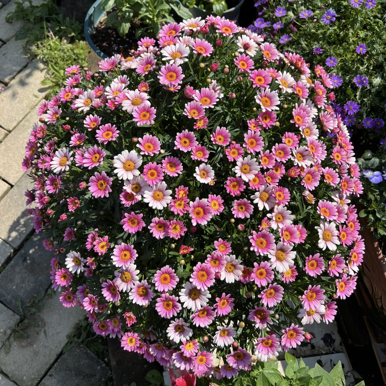 【可爱粉】 玛格丽特 多年生花期长花量大 爆花机器庭院阳台易养护