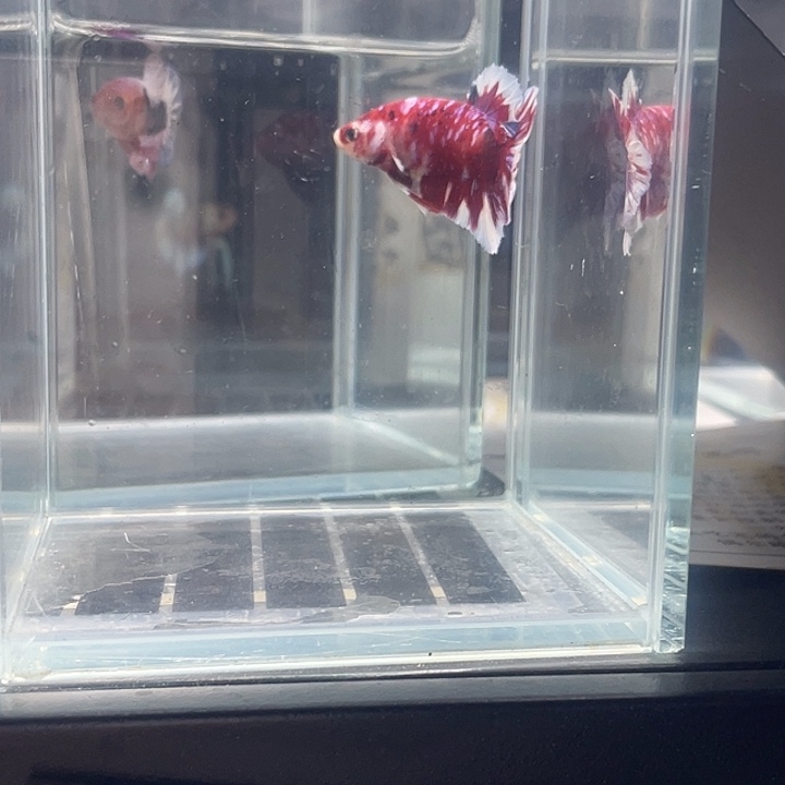 斗鱼听风观赏斗鱼