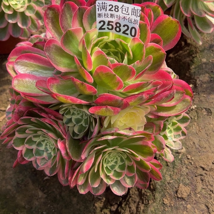 25820玉资多肉植物