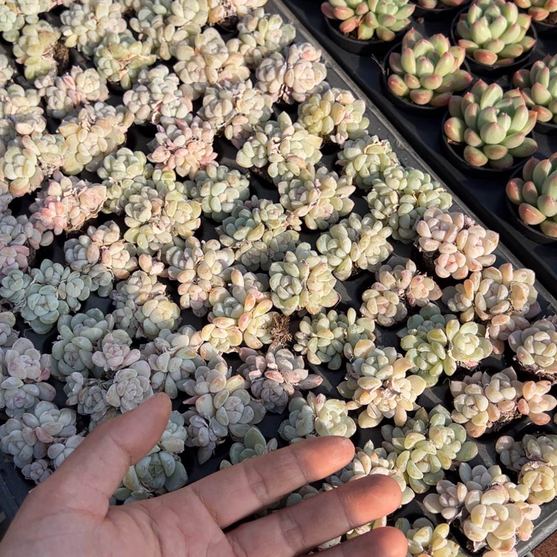 玉蝴蝶3-4头群一颗量拍多肉满9.9元包邮