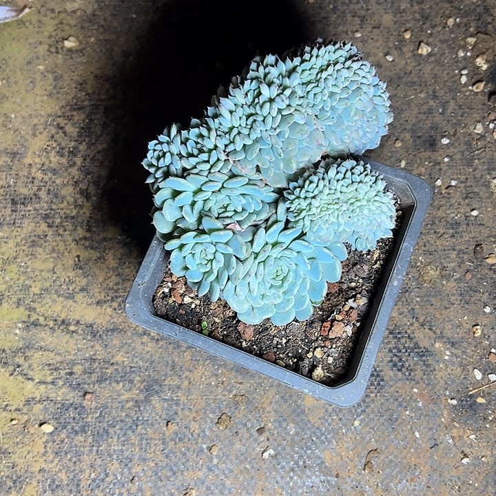 坨***白胖子群生缀化多肉