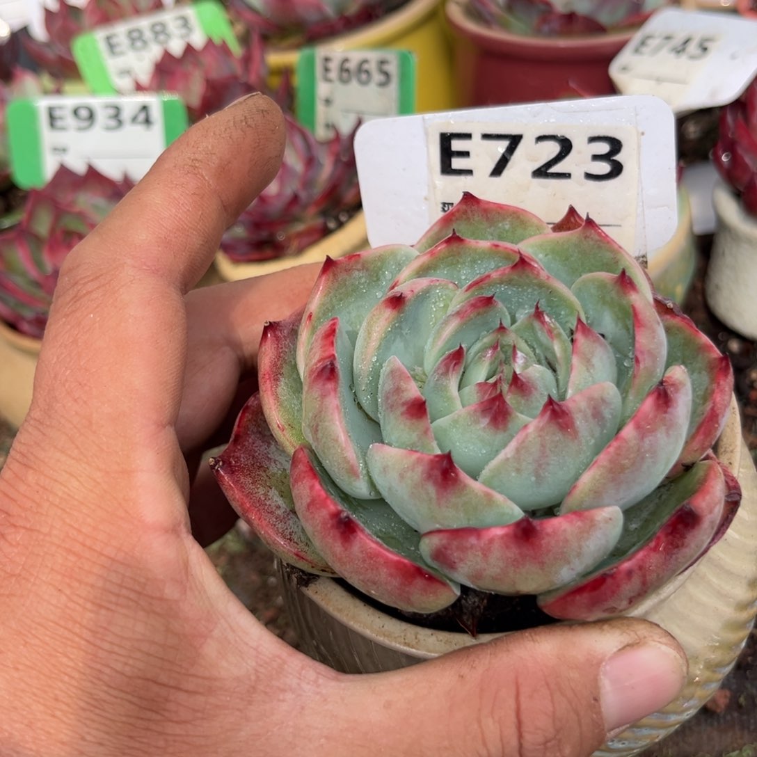 惊鸿一瞥723号多肉