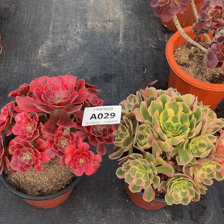 029美杜莎女郎不包生死