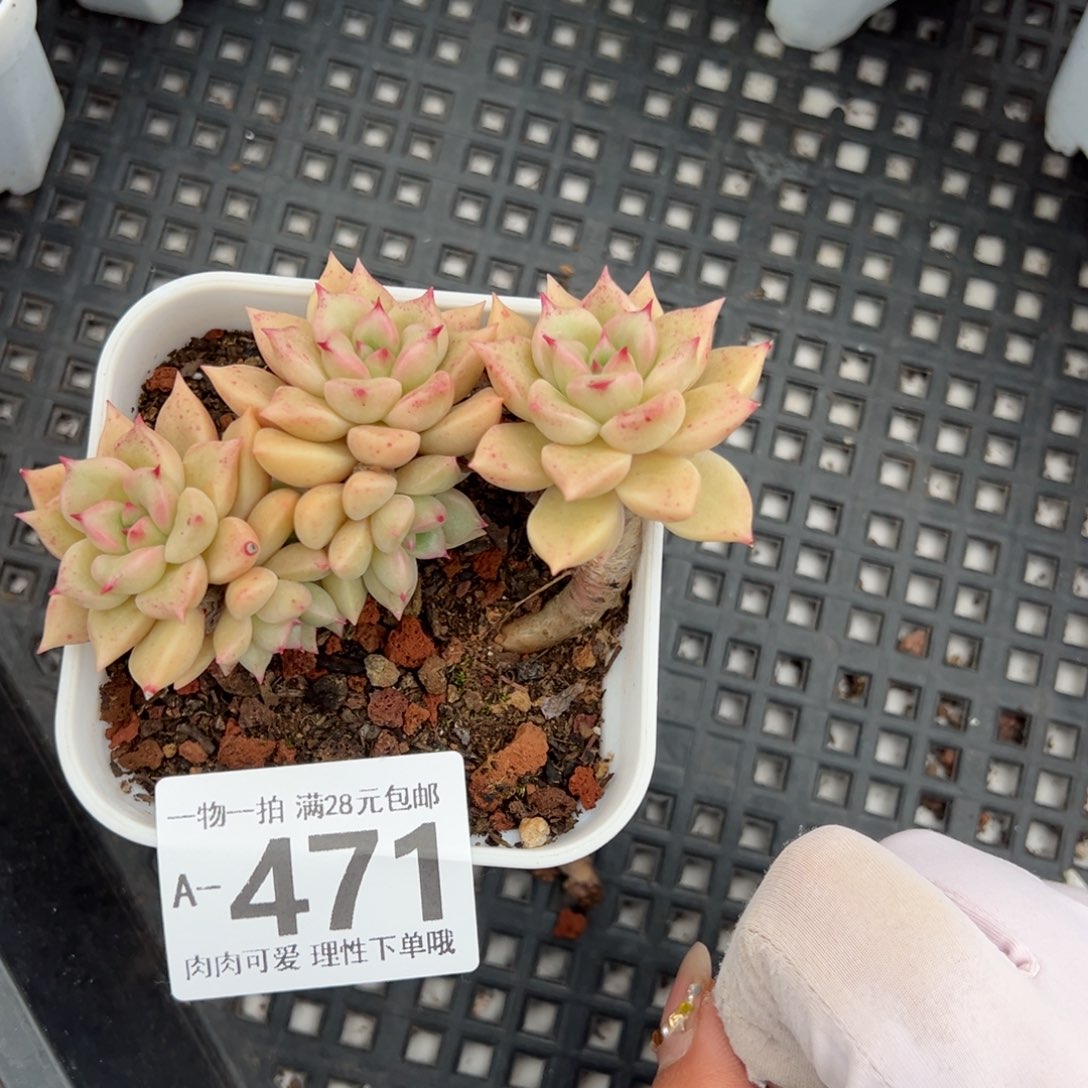 黄金璀璨多肉多肉多肉多肉