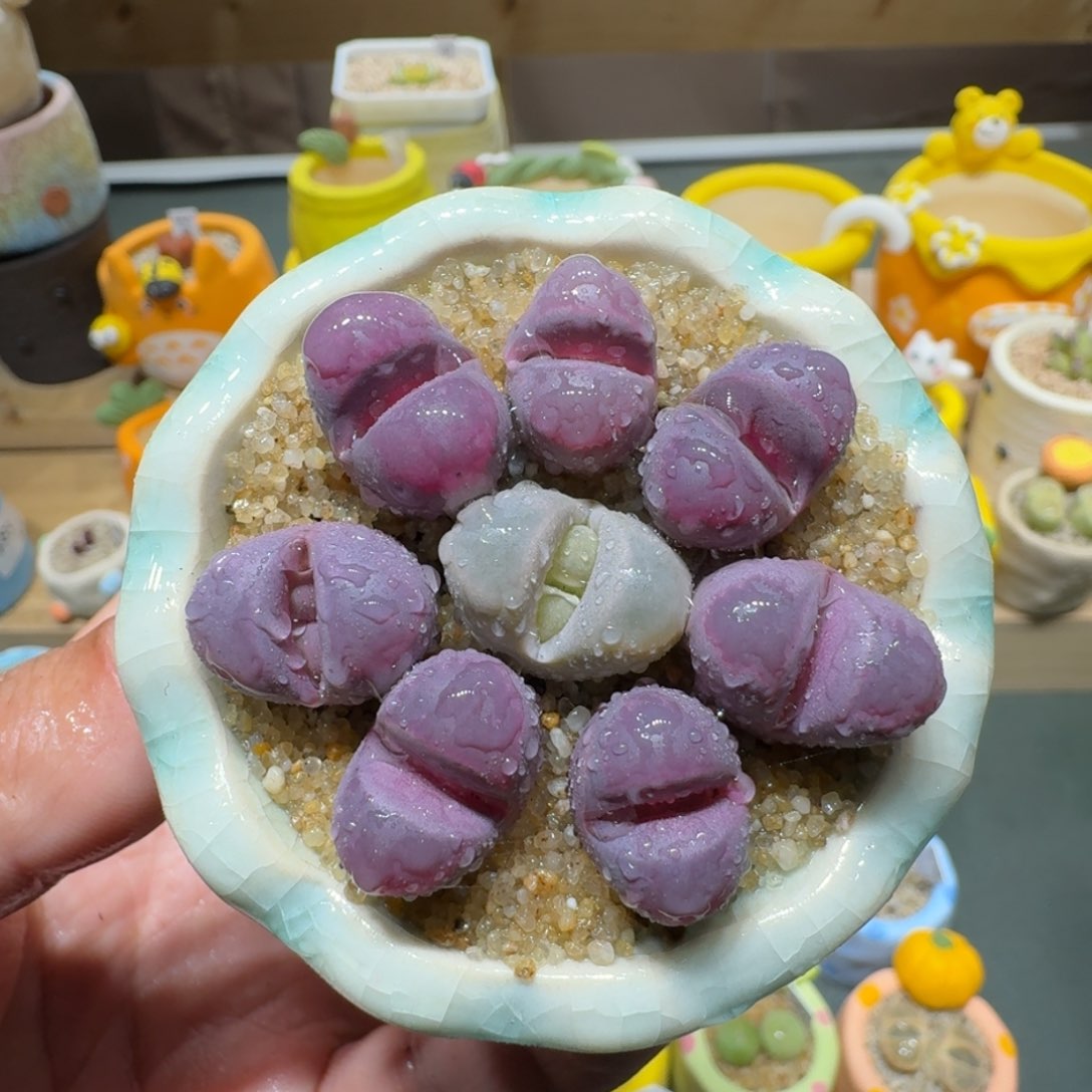 红陶蘑菇561红大内