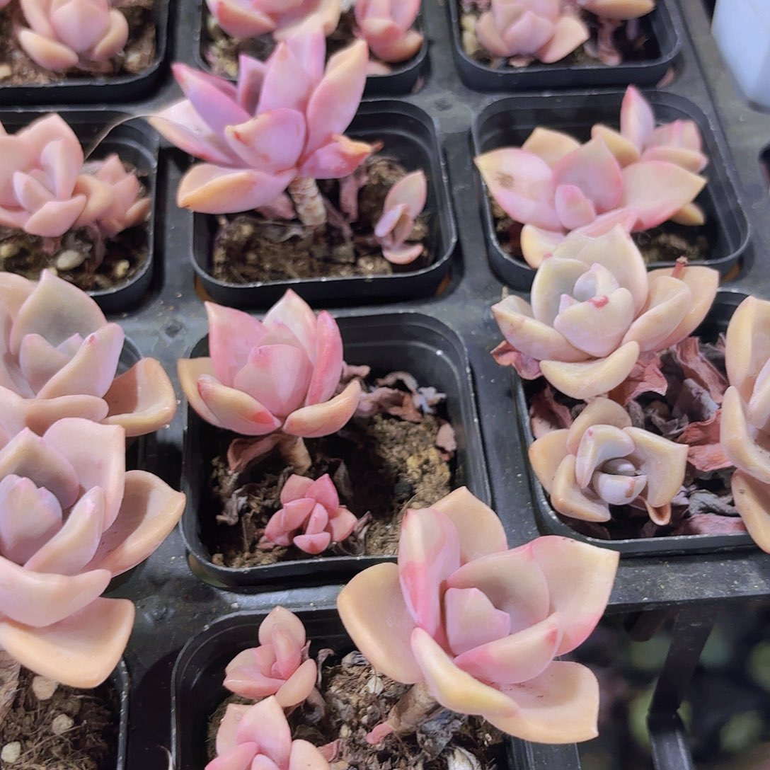 精品彩虹糖多肉植物