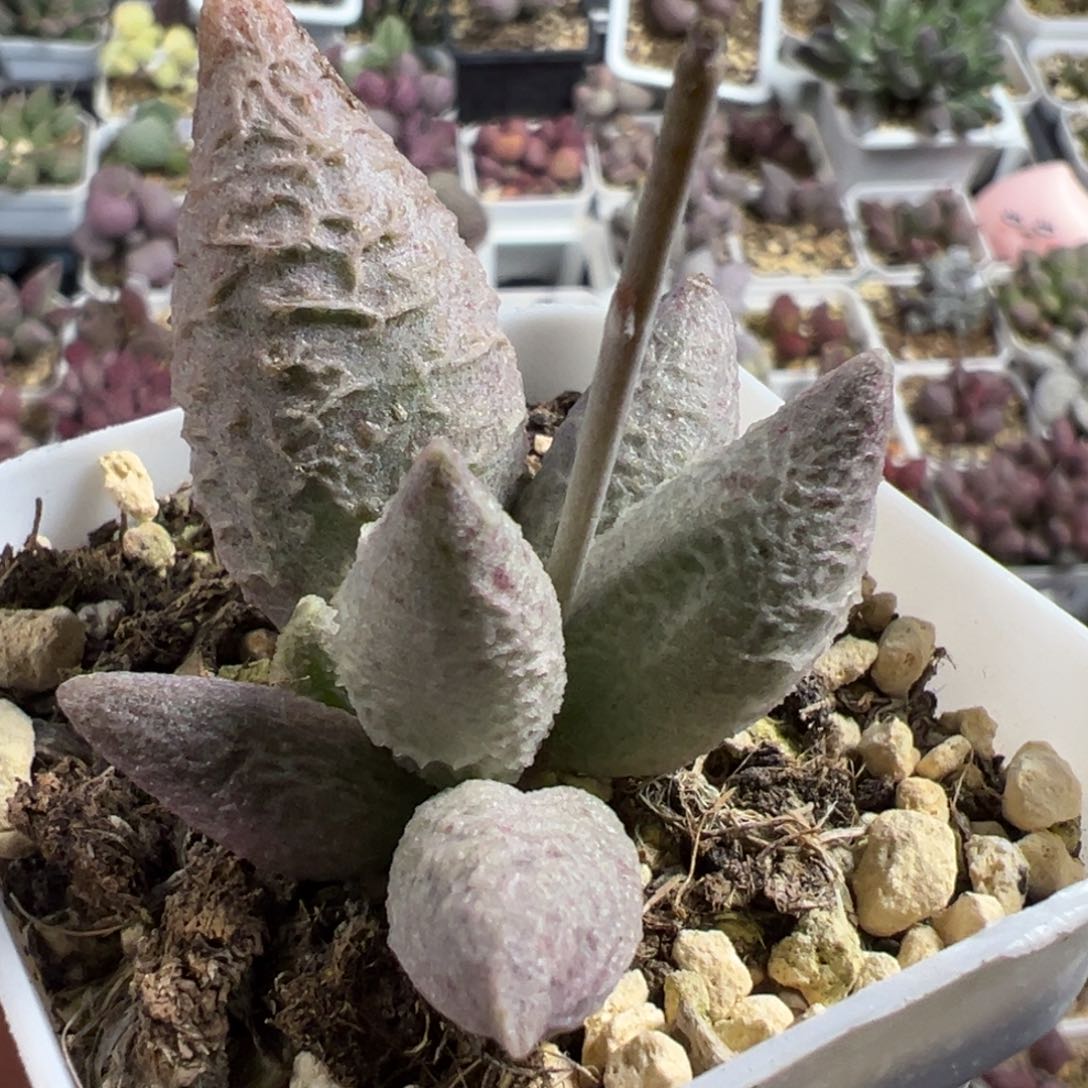 融化纹冰激凌多肉植物水泡