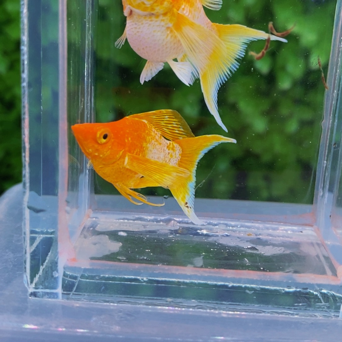 孔雀鱼燕尾黄金一对
