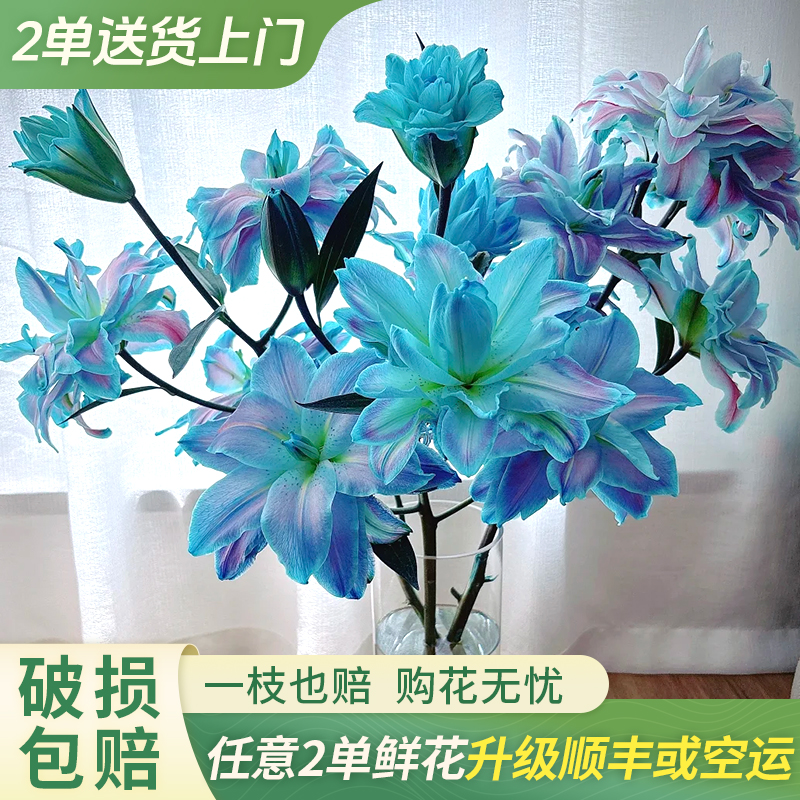 【大聪明卖花】极光百合云南直发鲜花家居水养鲜花花束客厅