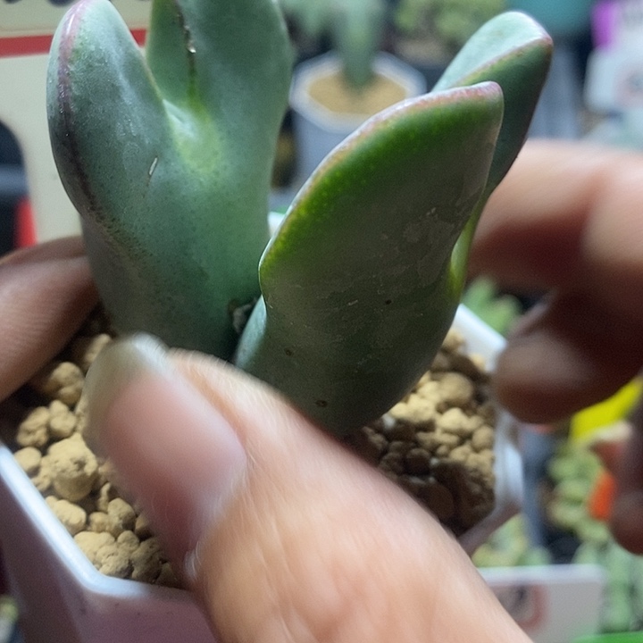 今天晚上你来了没有了3032
