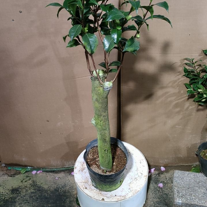 445黑魔法，原盆原土发货，不包邮