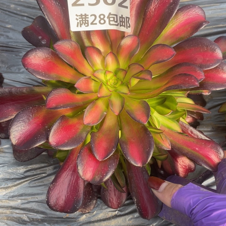 2502一号棚夕阳多肉植物M