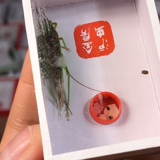 韦***铭蟋蟀3333333333333333333