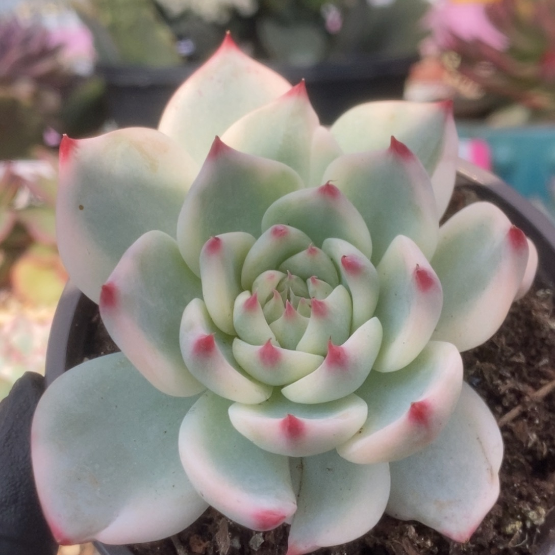 646锦锦锦锦锦锦锦