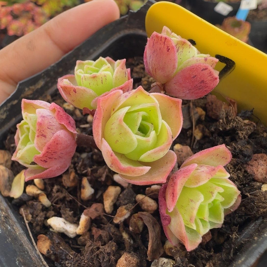 L630半城玫瑰画心不含盆土