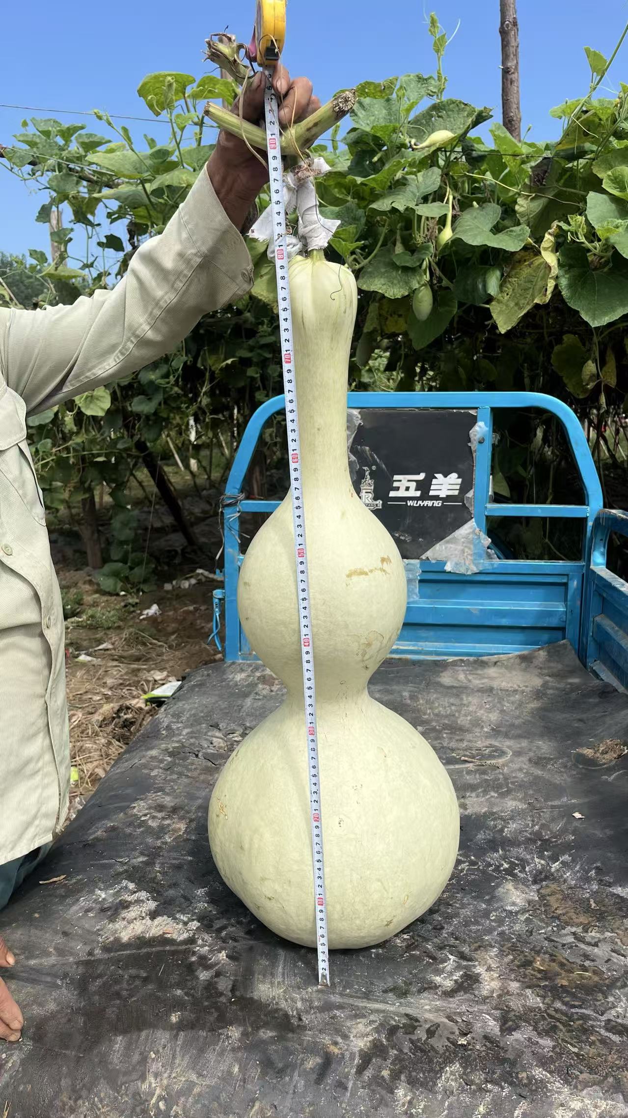 花头大八宝葫芦种子适合种植