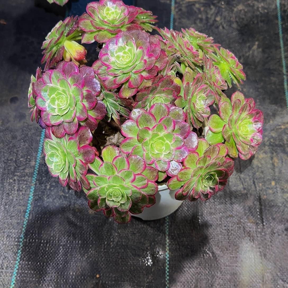 多肉植物万花筒老庄