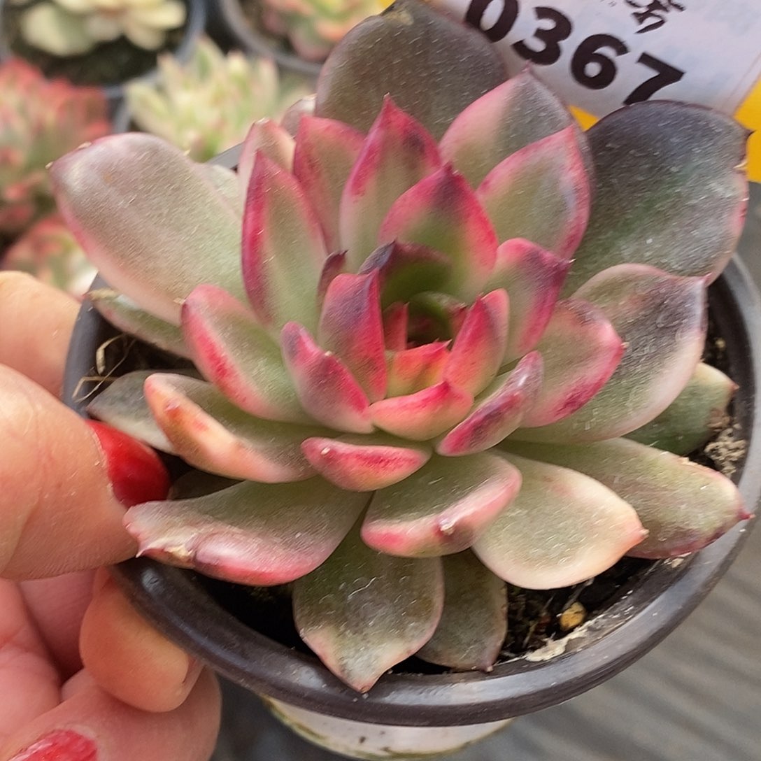 367火焰山哈哈高高挂起