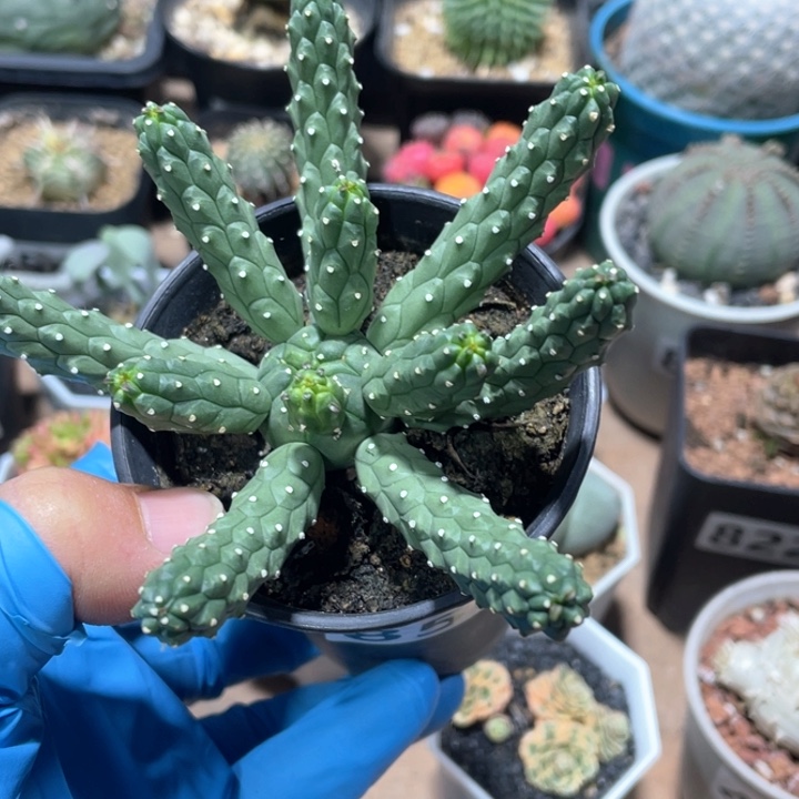 850实生九头龙大戟