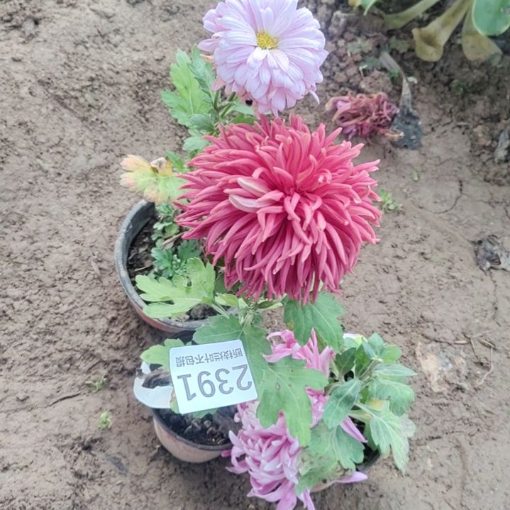 完全开放无售后土球发货老根剪花发货一物一拍2391