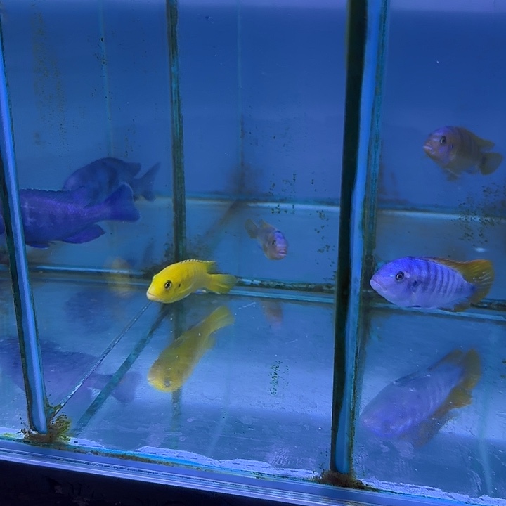 海***洋慈鲷鱼157号111111111