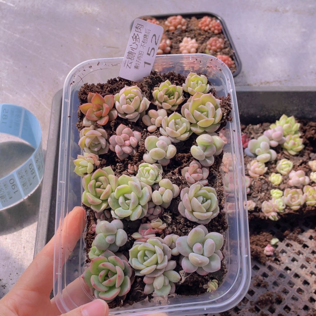 云糖心多肉植物152