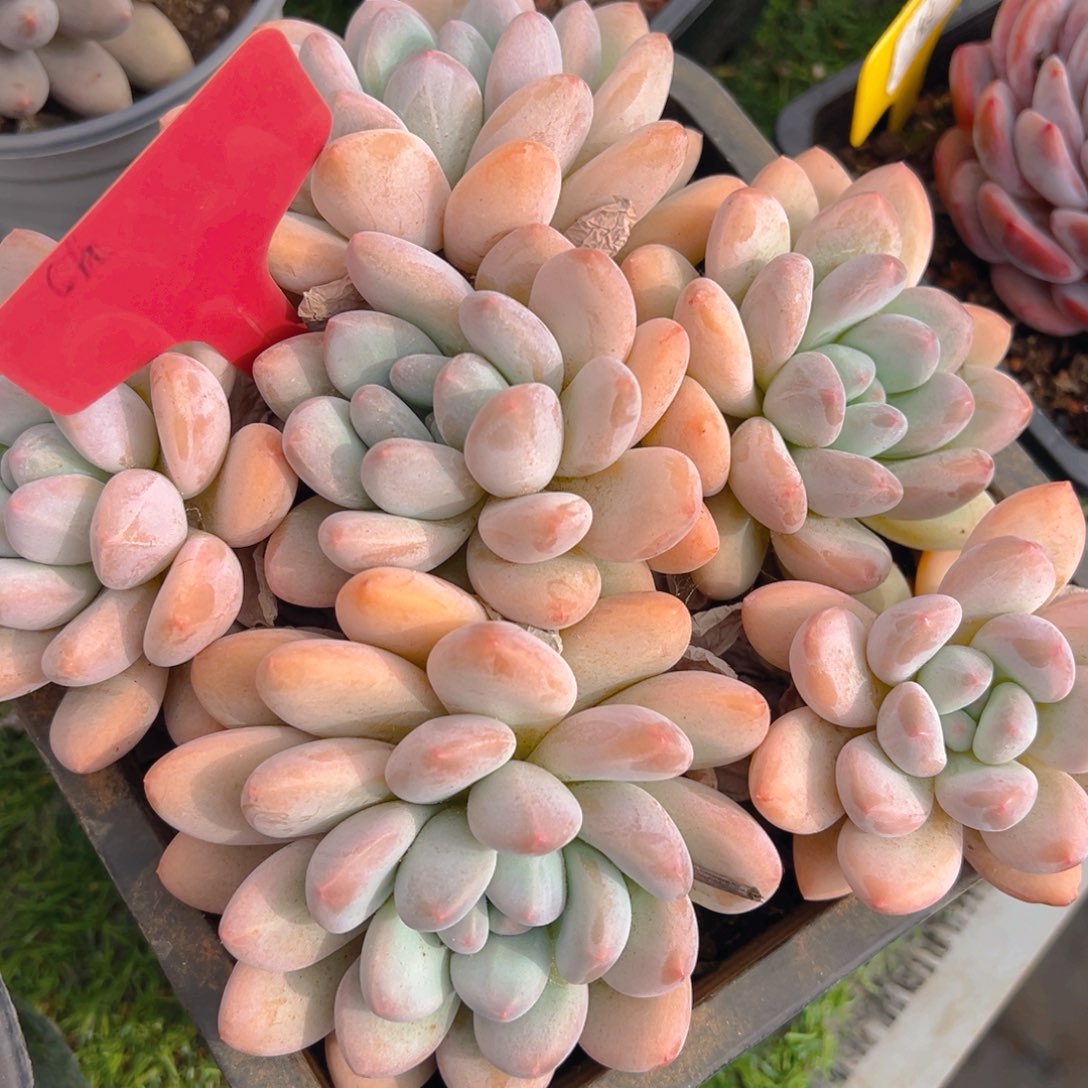 香玉的故事是一个人的故事吗