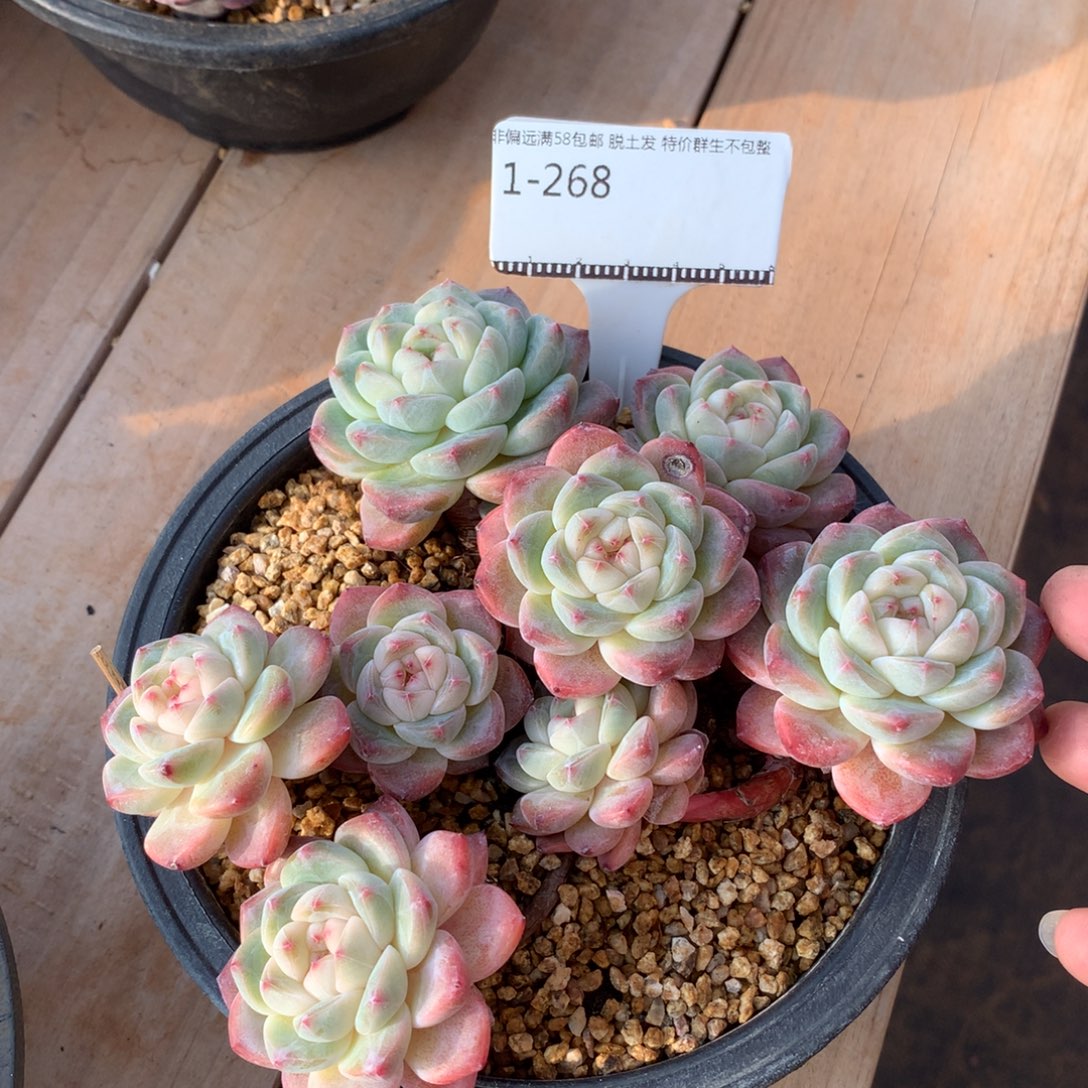 梦露冰玉杂珍妮老桩福利