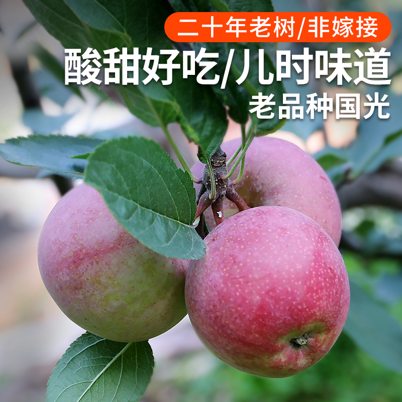 【老树国光小苹果】老品种老味道 自然成熟 酸甜多汁 现摘现发北京市