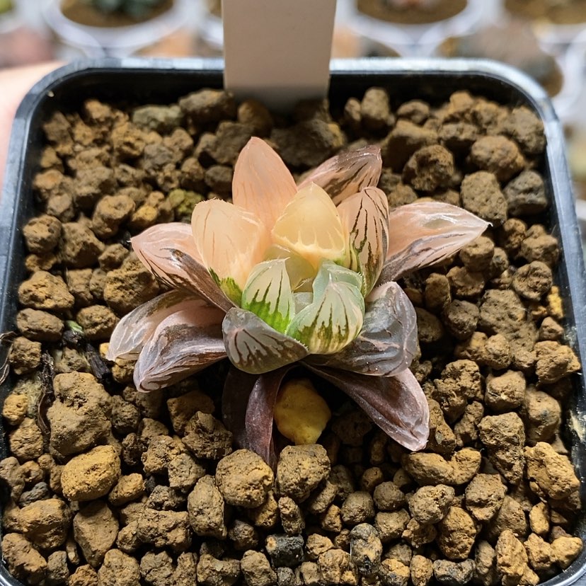【闪购商品】17福利玉露锦