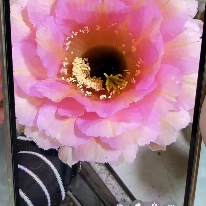 香香523号带根5公分左右