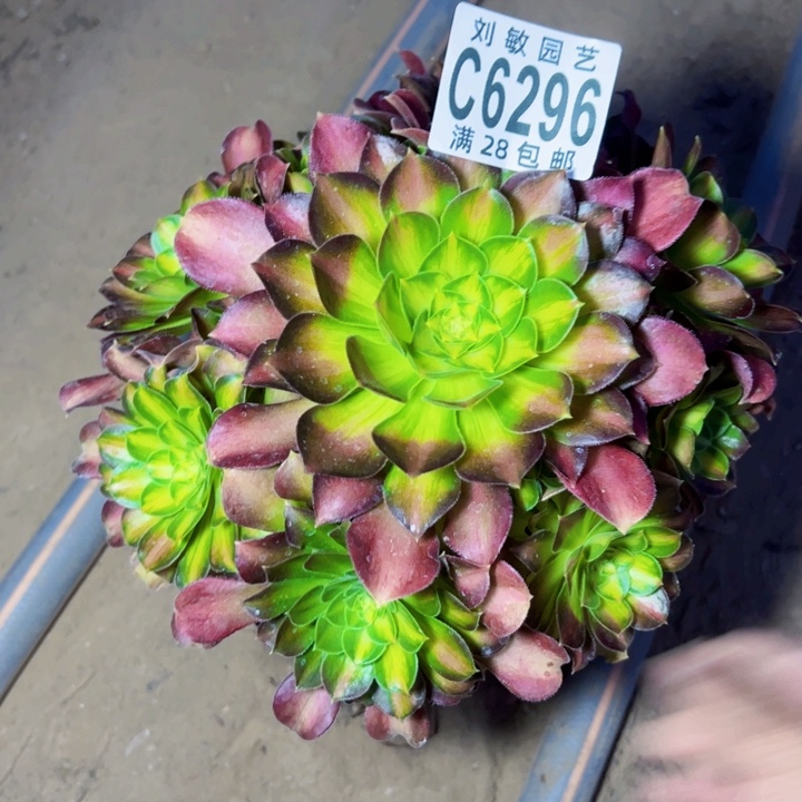 韶华多肉植物法师法师6296