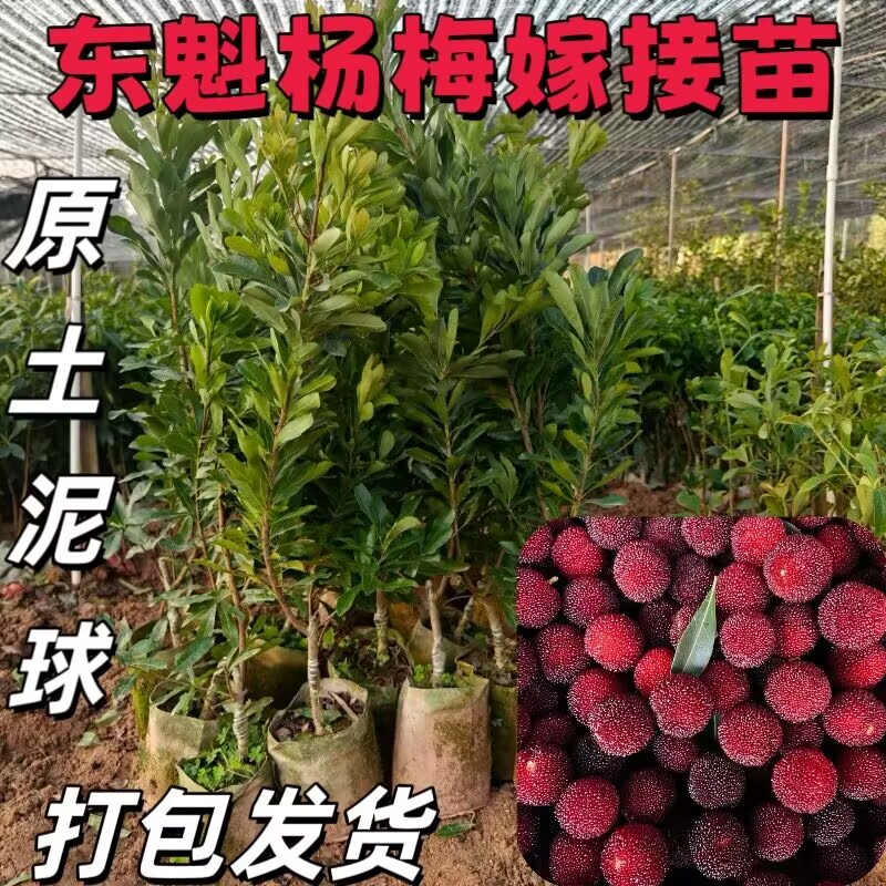 东魁仙居杨梅果树苗木南方嫁接苗南方种植黑炭带土盆栽地栽优质
