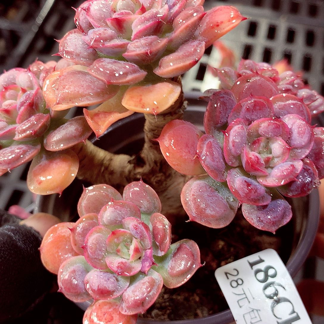 5厘米盆精控多肉186