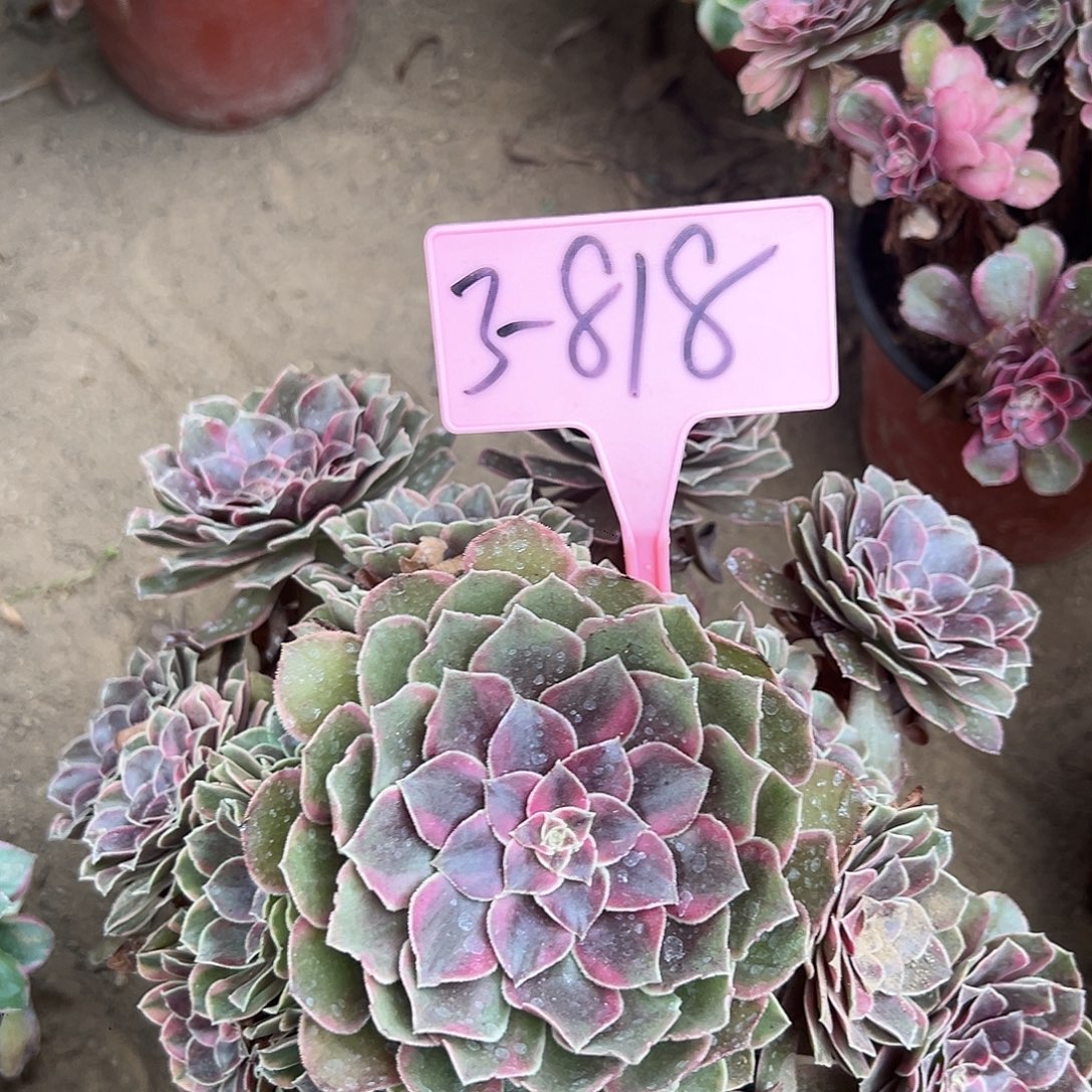 3-818倾城之恋多肉法师