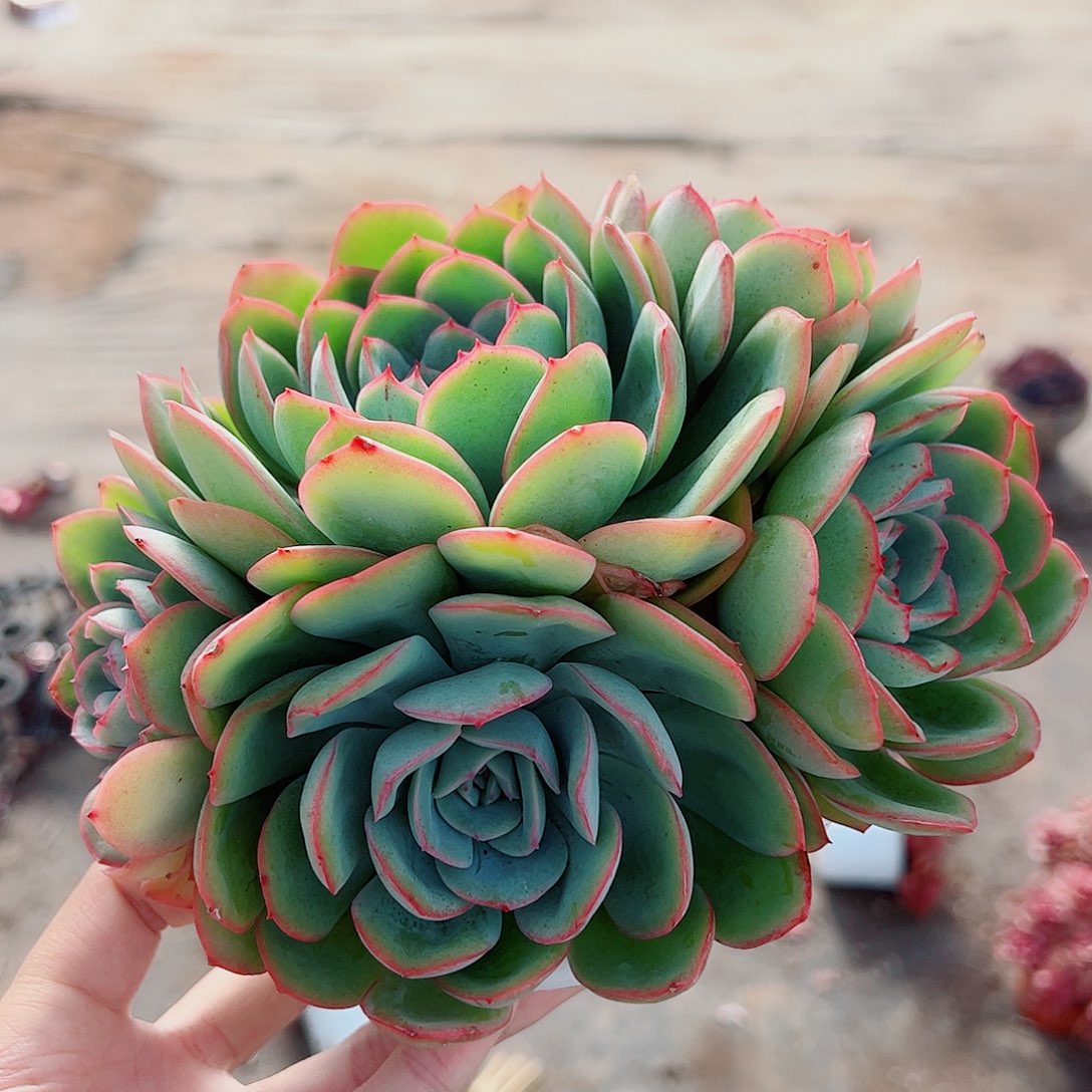 晨露多头群生老桩特价